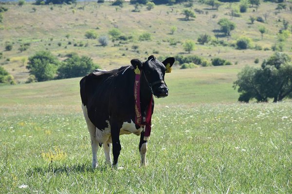 2017-ben rekorder lett, a Holstein-Fríz szövetség díját nyerte a Tejút Kft tehene