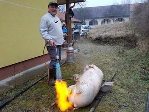 Geiszler István pörzsölte a malacot