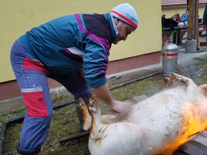 Kara János a malac bőrét keféli