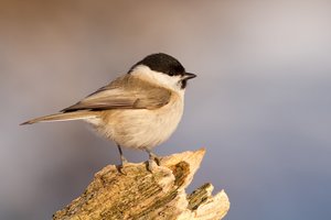 Ezeket a madárdalokat hallhatod a kora tavaszi, márciusi kirándulások idején (+Hangfelvételek)