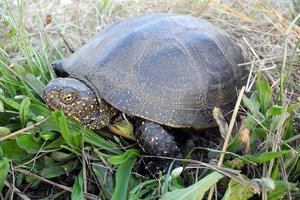 Új lakó a Pilisben: mocsári teknős