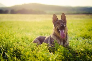 Kesztölci kutyák: frissítik a nyilvántartást, ellenőrzik a szabályok betartását